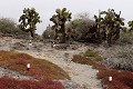 lâ€ôîle de South plaza, près de Santa Cruz, est une île au paysage volcanique typique des Galapagos. La végétation est composée de cactus géants (Opuntia Cactaceae), principale nouriture pour les iguanes terrestres, et de plantes grasses de la famille des succulentes (Sesuvium Edmonstonei) qui rougit lors de la période sèche (aoà»t) 
 Galapagos 
 Equateur 
 Parc National des Galapagos 
 animal sauvage 
 Paysage volcanique 
 Paysage  